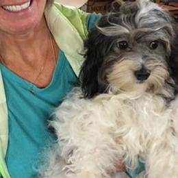 Havanese and Havapoos from MCCD