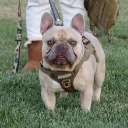 Henry - French Bulldog