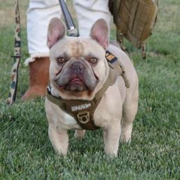 Henry - French Bulldog