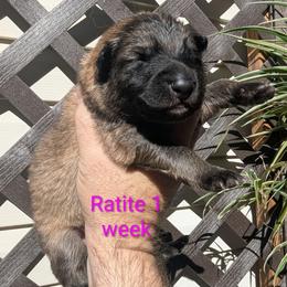 Ratite - Sable female German Shepherd puppy in Olean, New York from F&B Kennels