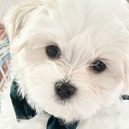 Boy 2 "Beau" - White Maltese puppy in Haslet, Texas from Carisma Maltese