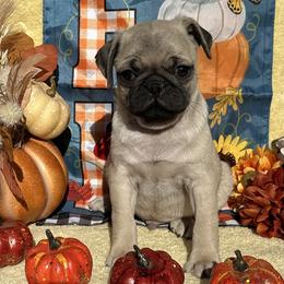 Fawn Boy (green toe) - Fawn male Pug puppy in Tulsa, Oklahoma from Locust Creek Pugs