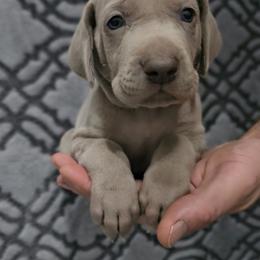 Red Collar - Silver gray male Weimaraner puppy in Indiana from So-IN Weimaraner's