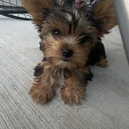 Boy 2 - Yellow Collar - Yorkshire Terrier puppy from Alvarado’s Yorkies