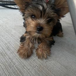 Boy 2 - Yellow Collar - Yorkshire Terrier puppy from Alvarado’s Yorkies