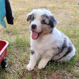 Australian Shepherd Puppies from Red Wagon Aussies