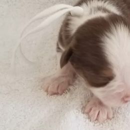 Australian Shepherds from Mike's Mini Australian Pups