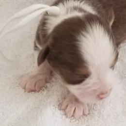 Australian Shepherds from Mike's Mini Australian Pups