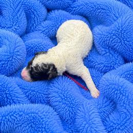 Flurry - Parti female Poodle puppy in Washington, Pennsylvania from Patriotic Poodles