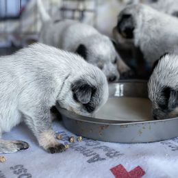 Australian Cattle Dog Puppies from Tin Roof Australian Cattle Dogs