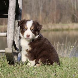 Lucky - Red tri male Miniature Australian Shepherd puppy in Foxworth, Mississippi from Ten Mile Aussies