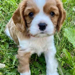 Cavalier King Charles Spaniel Puppies from Blueberry Hill Cavaliers