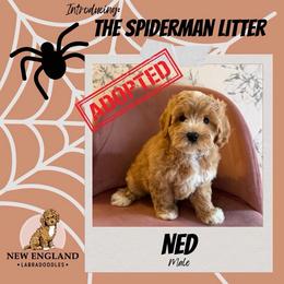 Ned - Apricot male Australian Labradoodle puppy in Mendon, Massachusetts from New England Labradoodles