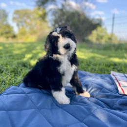 Ash - Black and white female Sheepadoodle puppy in Tahlequah, Oklahoma from Mulberry Ridge Doodles