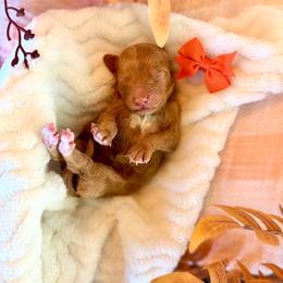 Pumpkin - Red  female Goldendoodle puppy in Queen Creek, Arizona from Sunny Doodles