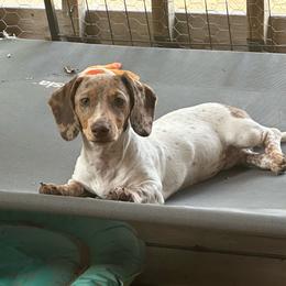 Honey Bee - Dapple female Dachshund puppy in Ben Wheeler, Texas from P&P Dachshunds