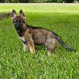 Gala - Sable female German Shepherd puppy in Conroe, Texas from Aus der Asche German Shepherds