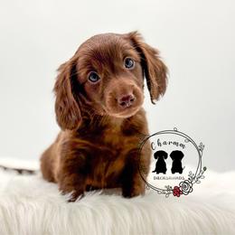 Teddy - Chocolate male Dachshund puppy in Litchfield, Illinois from Charmm Dachshunds