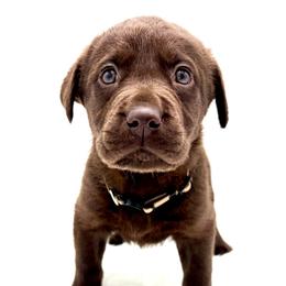 Brew - Chocolate male Labrador Retriever puppy in Illinois from Urbane Retrievers