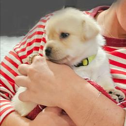 Green - Yellow male Labrador Retriever puppy in Siloam Springs, Arkansas from Karemy Kennels (Karemy Labradors)