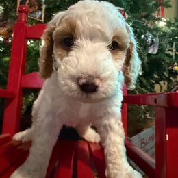 Comet - Red male Bernedoodle puppy in Williamston, South Carolina from Sassy Bob’s Dogs