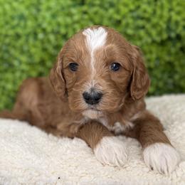 Diamond - Red  female Goldendoodle puppy in Clinton, Utah from Golden Law Kennels