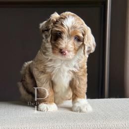 Jasper - Chocolate merle male Bernedoodle puppy in Tulsa, Oklahoma from The Poodle Co. Raising Doodles & Poodles