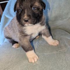 Girl 4 - female Anatolian Pyrenees puppy in Marysville, Ohio from Brotherton Family Farms