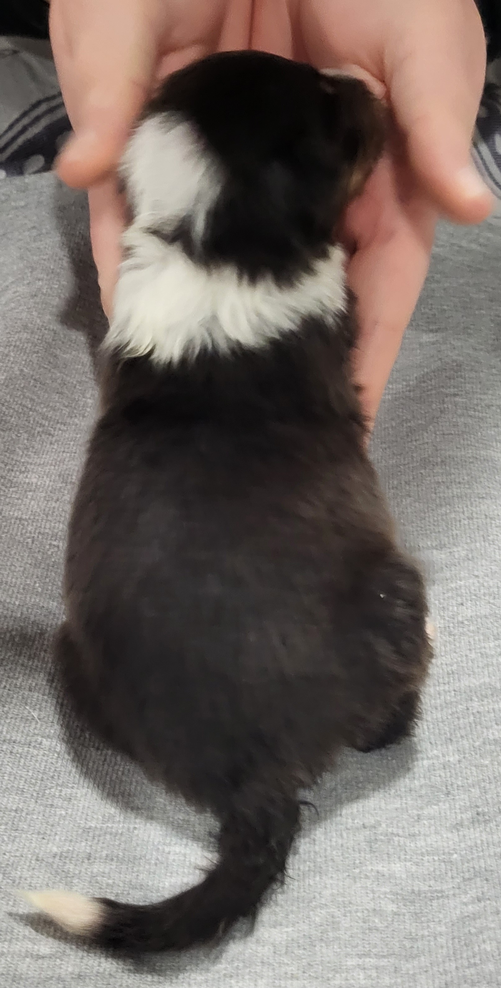 Shetland Sheepdog Puppies from Terri  Riley