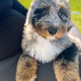 Bernedoodle, Bernese Mountain Dog, and Goldendoodle Puppies from Red Door Canines