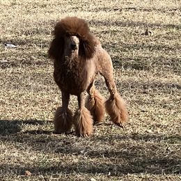 Maeve - Poodle