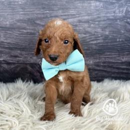 Loot - Chocolate male Goldendoodle puppy in Utah County, Utah from Big Hearted Breeders