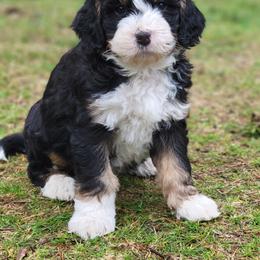 Bernedoodle and Bernese Mountain Dog Puppies from NW Bernedoodles of Washington