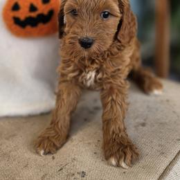 Luna - Red  female Goldendoodle puppy in Decatur, Tennessee from Diamond's Doodles