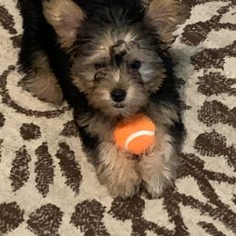 Assorted Doodle Crosses, Double Doodle, Maltipoo, Morkie, and Yorkipoo Puppies from Danza Bolo