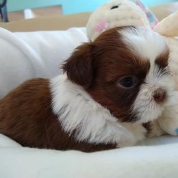 Great Dane and Shih Tzu Puppies from Empire Royalty and Majestic Dane