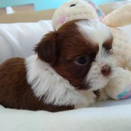 Great Dane and Shih Tzu Puppies from Empire Royalty and Majestic Dane