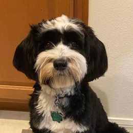 Tibetan Terriers from Supreme Point Kennels