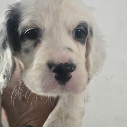Mary - Blue belton and tan (tri-color) female English Setter puppy in Morrice, Michigan from Wild Bird Setters
