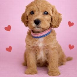 Tiny - Caramel male Australian Labradoodle puppy in Londonderry, New Hampshire from Granite State Labradoodles
