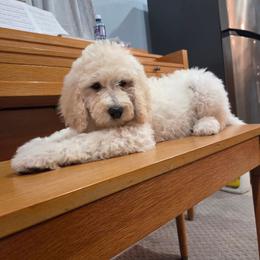 Cassie - Cream female Poodle puppy in Aurora, Colorado from Simply Amazing Doodles
