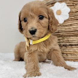 Penny - Apricot female Goldendoodle puppy in Temecula, California from Oodles O'Doodles