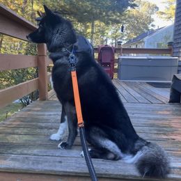 Siberian Huskies from New England Huskies