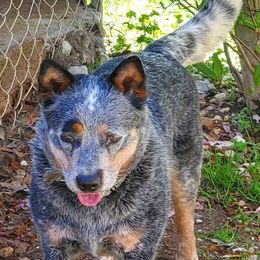 BLINQ - Australian Cattle Dog