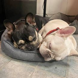 French Bulldog All Grown Up from Az Frenchies