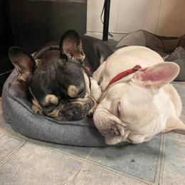 French Bulldog All Grown Up from Az Frenchies