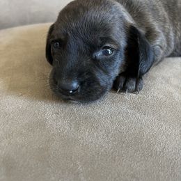 Harper - Brindle female Dachshund puppy in Milroy, Pennsylvania from Not Your Average Weiner