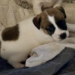 Buddy - White and tan male Russell Terrier puppy in Ocala, Florida from Rivermont Farm