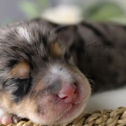 Bernedoodles, Goldendoodles, and Schnoodles from Adirondack Poodles Goldendoodles,Bernedoodles & Schnoodles