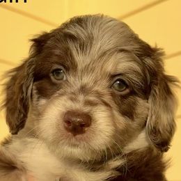 Goldendoodles and Poodles from Jade’s Paws & Co. Of Miami LLC